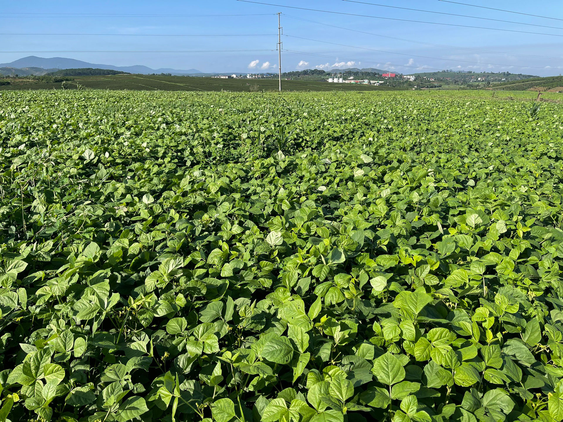 Cụm trang trại bò sữa Vinamilk Đà Lạt được vinh danh tại Giải thưởng Môi trường Việt Nam 8