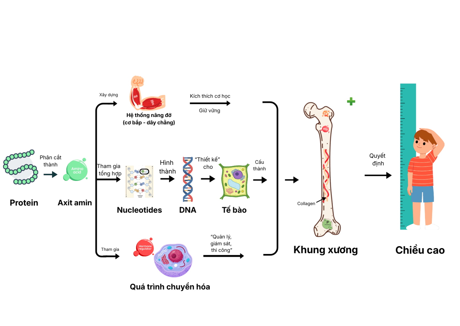 Protein quyết định chiều cao của trẻ trong tương lai