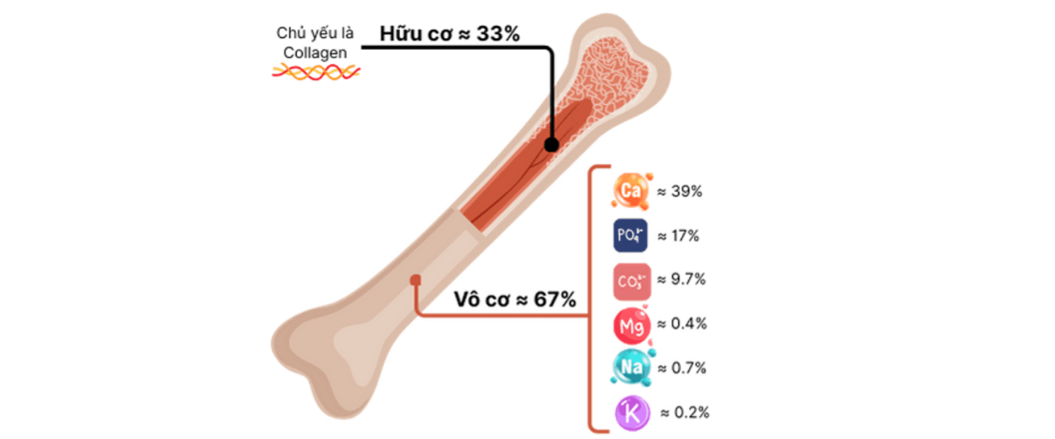 Khoảng 33% cấu trúc xương là thành phần hữu cơ, chủ yếu là collagen