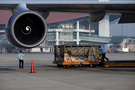 Bò cao sản đi máy bay Qantas về Việt Nam 4