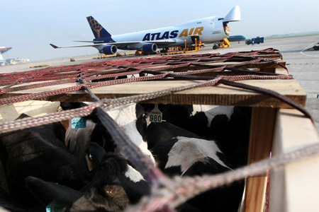 Bò cao sản đi máy bay Qantas về Việt Nam 5