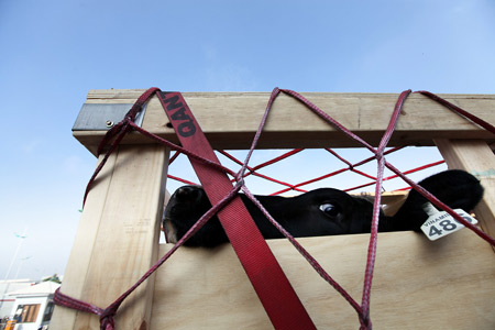 Bò cao sản đi máy bay Qantas về Việt Nam 6