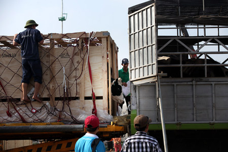 Bò cao sản đi máy bay Qantas về Việt Nam 7