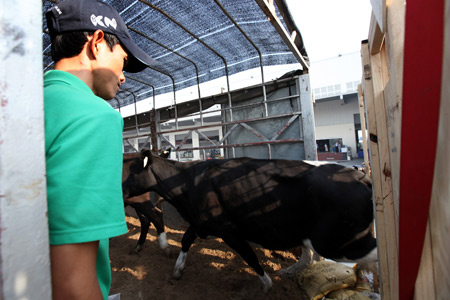 Bò cao sản đi máy bay Qantas về Việt Nam 8