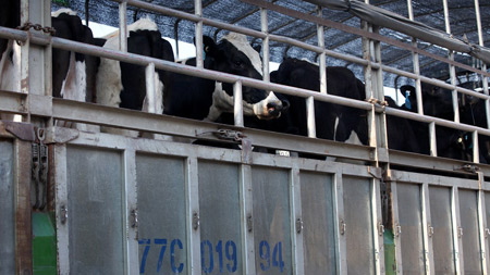 Bò cao sản đi máy bay Qantas về Việt Nam 9