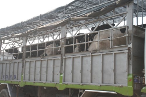 Cận cảnh 400 “cô bò” đi máy bay từ Úc về trang trại Vinamilk 12