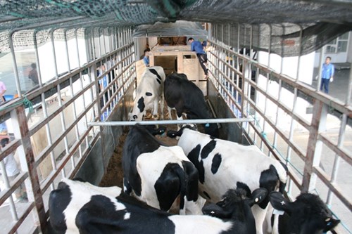 Cận cảnh 400 “cô bò” đi máy bay từ Úc về trang trại Vinamilk 15