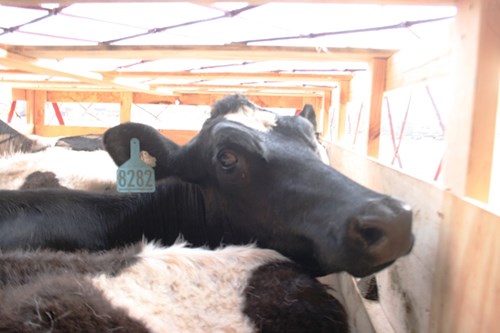 Cận cảnh 400 “cô bò” đi máy bay từ Úc về trang trại Vinamilk 9