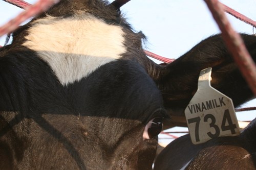 Cận cảnh 400 “cô bò” đi máy bay từ Úc về trang trại Vinamilk 8