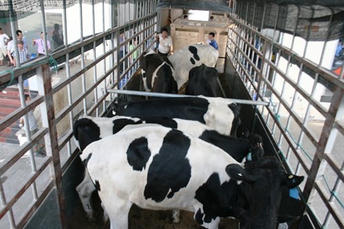 Cận cảnh 400 “cô bò” đi máy bay từ Úc về trang trại Vinamilk 14