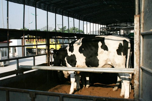 Cận cảnh 400 “cô bò” đi máy bay từ Úc về trang trại Vinamilk 13