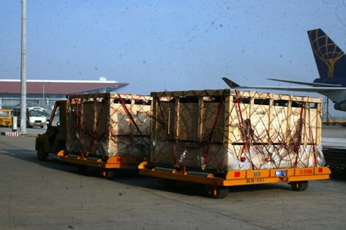 Cận cảnh 400 “cô bò” đi máy bay từ Úc về trang trại Vinamilk 10