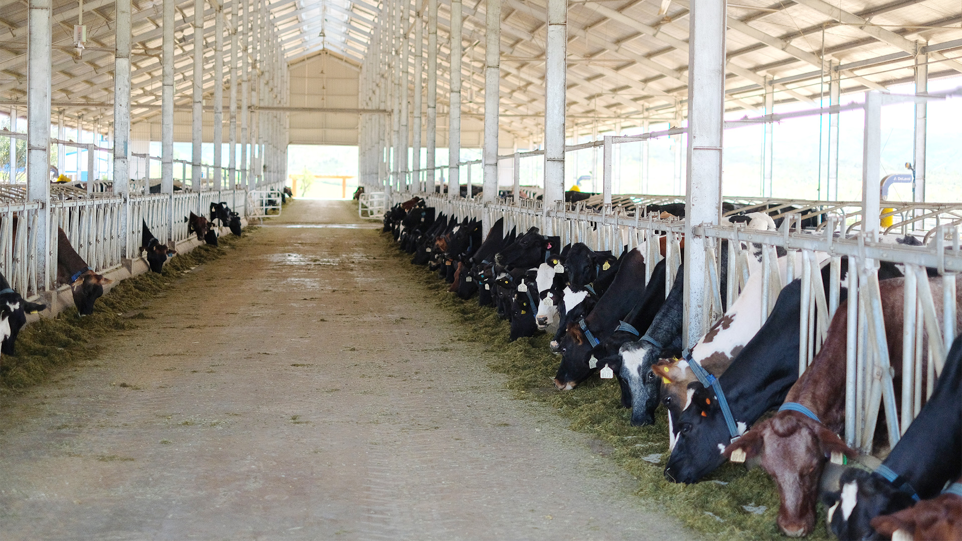 Trang trại bò sữa tại cần thơ - Bước phát triển nâng tầm chiến lược 4