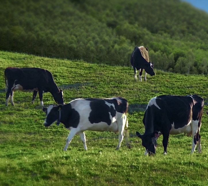 Theo dấu chân gia đình Hoàng Bách tham quan trang trại bò sữa xuất sắc nhất Việt Nam (*) 2