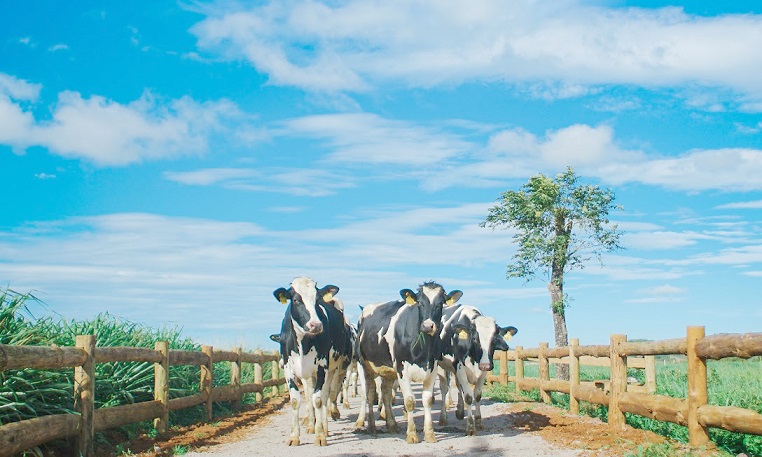 VINAMILK là đại diện Việt Nam duy nhất lọt top 10 doanh nghiệp xuất sắc nhất Châu Á. 3