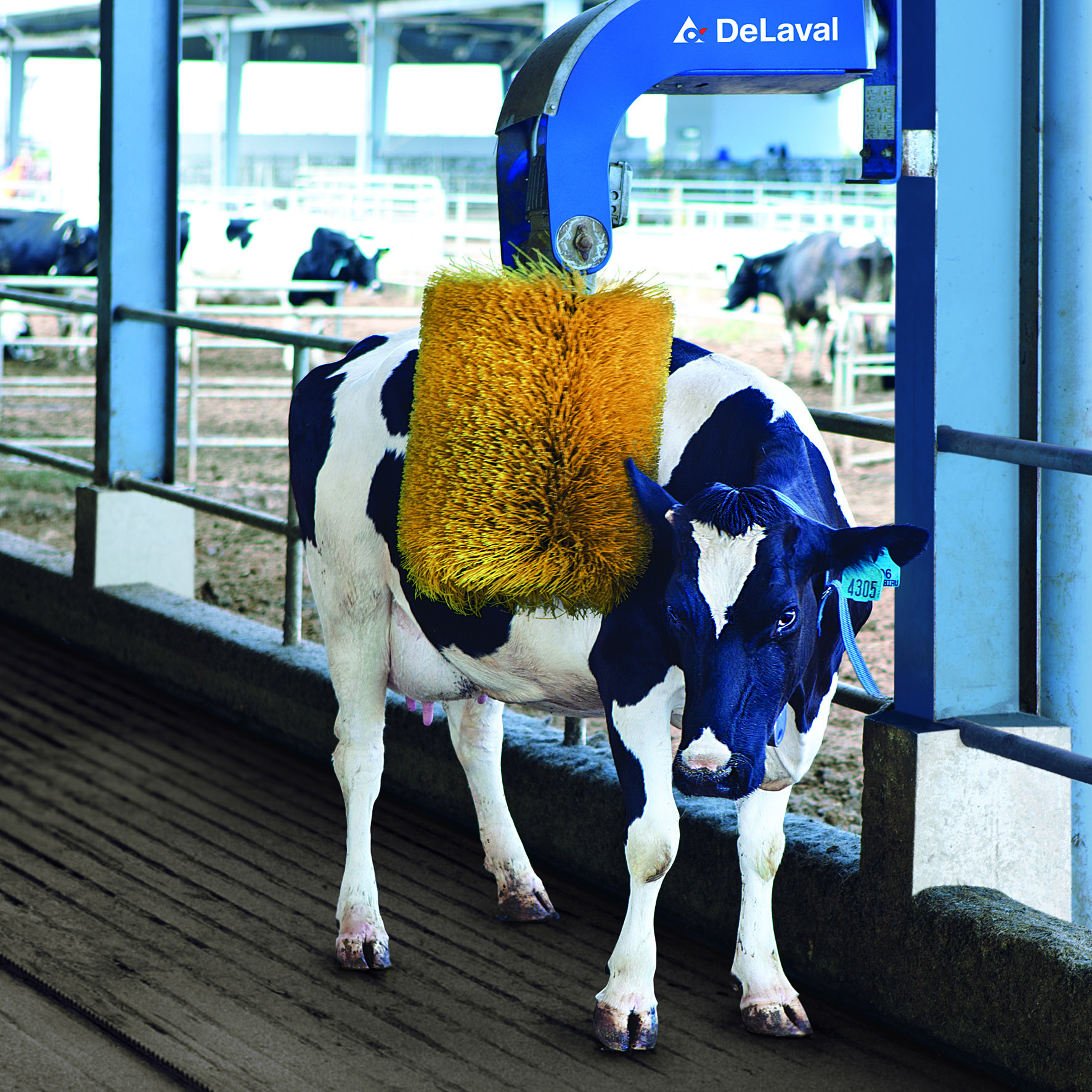 Theo dấu chân gia đình Hoàng Bách tham quan trang trại bò sữa xuất sắc nhất Việt Nam (*) 4