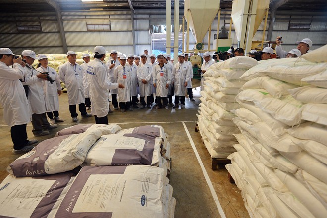 Cận cảnh trang trại bò sữa hàng đầu Đông Nam Á 2