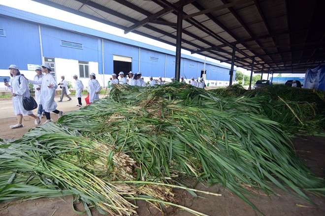 Cận cảnh trang trại bò sữa hàng đầu Đông Nam Á 4