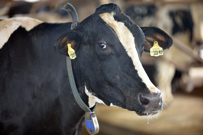 Cận cảnh trang trại bò sữa hàng đầu Đông Nam Á 5