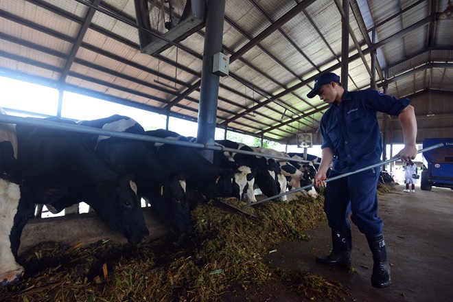 Cận cảnh trang trại bò sữa hàng đầu Đông Nam Á 6