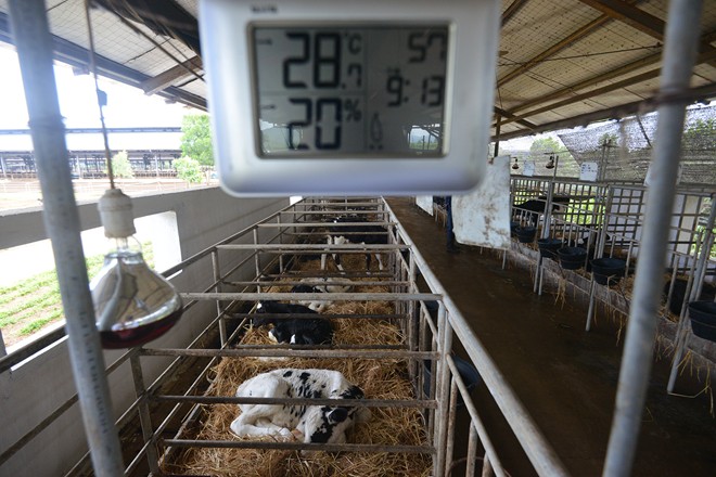 Cận cảnh trang trại bò sữa hàng đầu Đông Nam Á 7