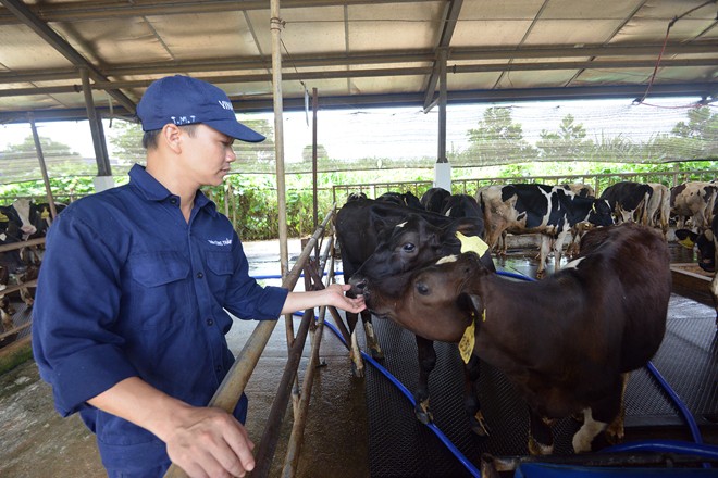 Cận cảnh trang trại bò sữa hàng đầu Đông Nam Á 8