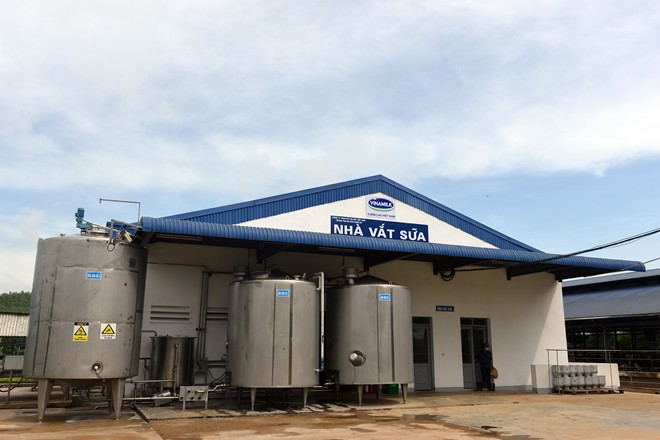 Cận cảnh trang trại bò sữa hàng đầu Đông Nam Á 11