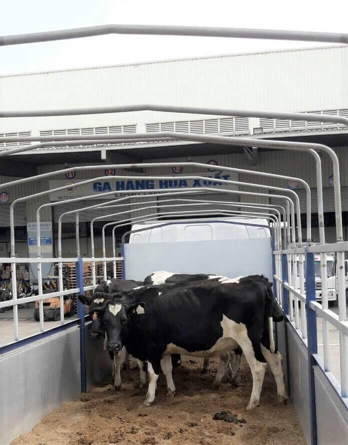 Vinamilk nhập lô bò A2 thuần chủng đầu tiên từ New Zealand 4