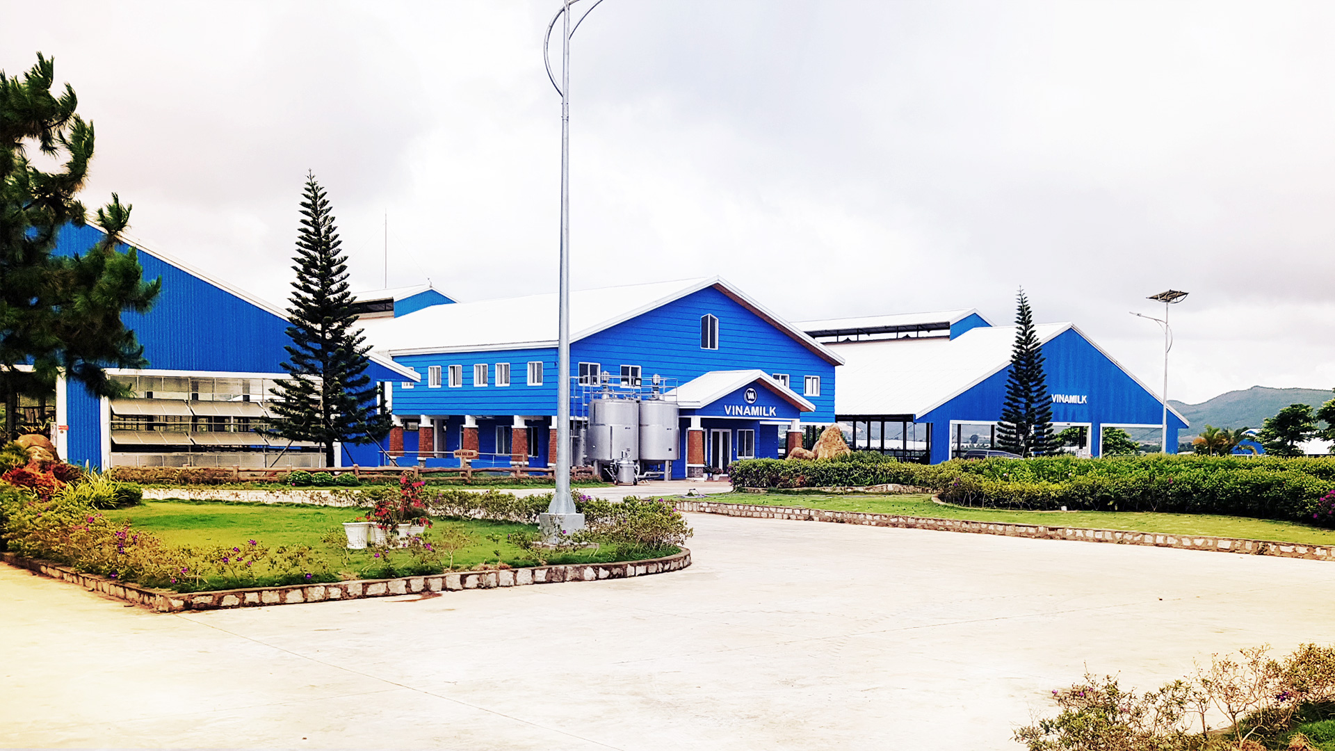 Trang trại bò sữa tại cần thơ - Bước phát triển nâng tầm chiến lược 1