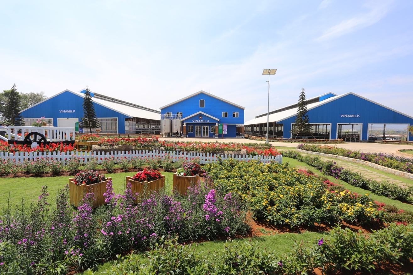 Vinamilk đồng hành cùng sự phát triển trang trại bò sữa thủ đô Hà Nội 2