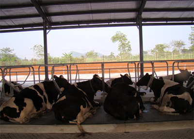 Vinamilk khánh thành trang trại bò sữa xuất sắc nhất năm 2014 (*) 6