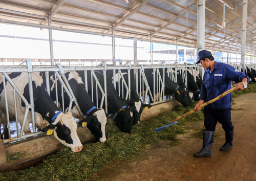 Lãnh đạo TP HCM lên Đà Lạt tham khảo mô hình nuôi bò sữa 3