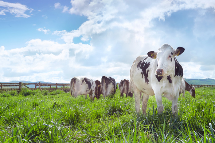 Vinamilk tiên phong cho ra đời sản phẩm sữa tươi 100% Organic đầu tiên được sản xuất tại Việt Nam 1