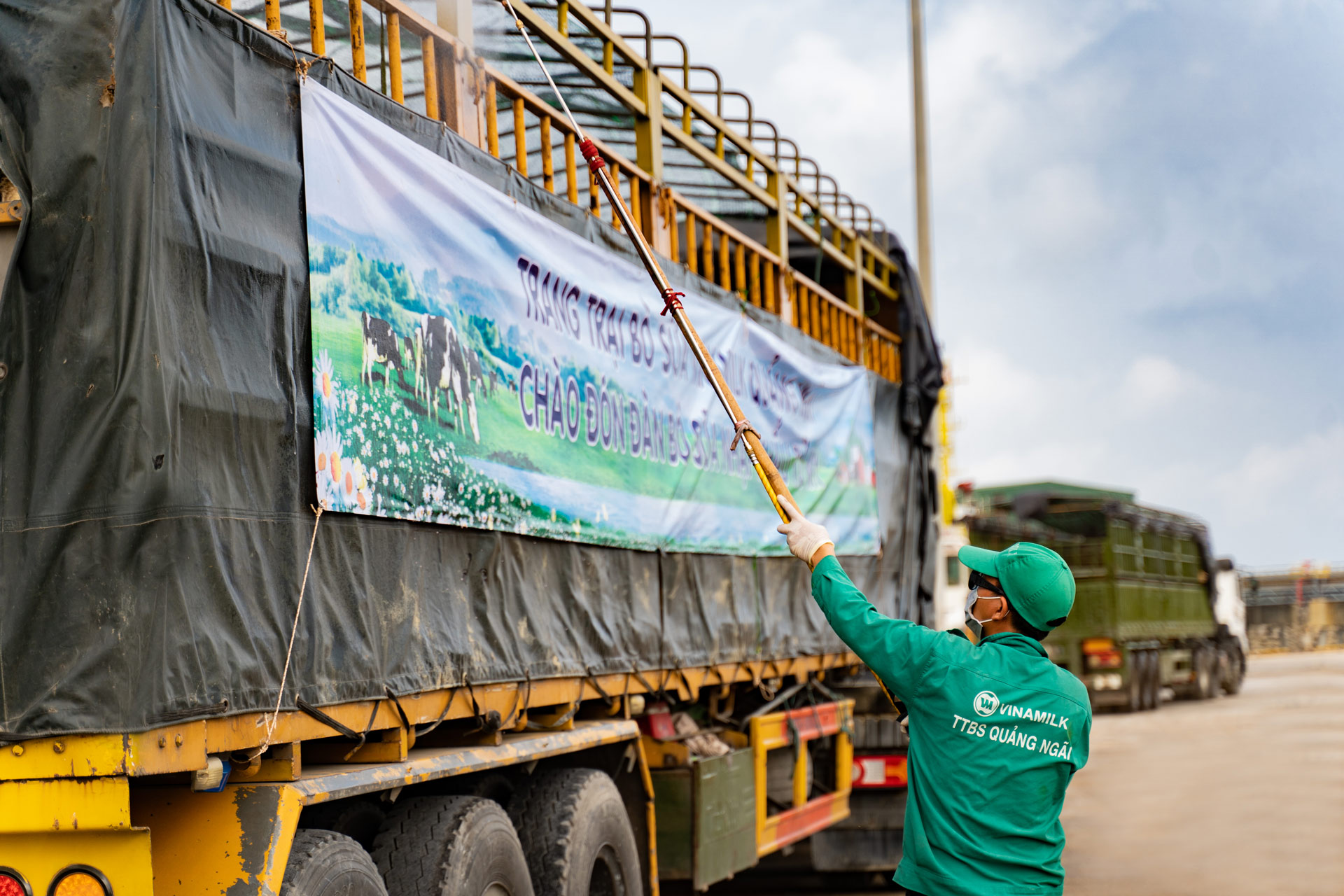 Vinamilk nhập khẩu hơn 2.100 bò sữa HF thuần chủng từ Mỹ về trang trại mới tại Quảng Ngãi 2