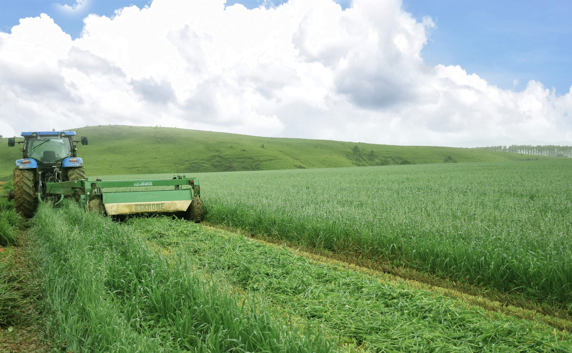 Đàn bò 8.000 con đầu tiên tại tổ hợp trang trại của Vinamilk tại Lào sẽ cho sữa vào đầu năm 2022 2