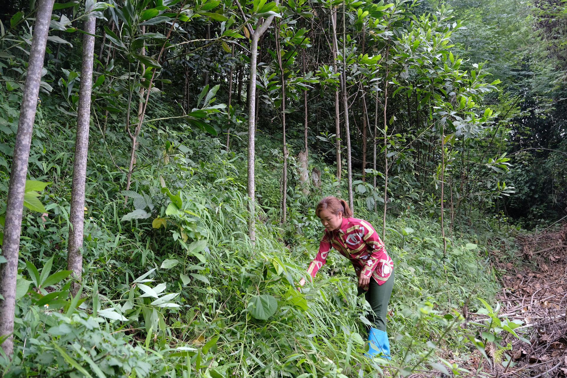 Vinamilk chung tay cùng người dân vừa trồng cây gây rừng, vừa tạo sinh kế 1