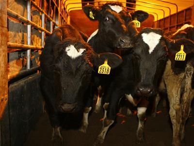 Bò đi chuyên cơ về Việt Nam 1