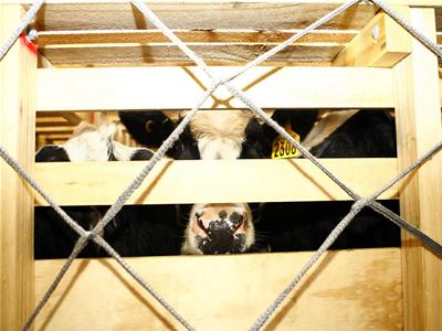 Bò đi chuyên cơ về Việt Nam 8