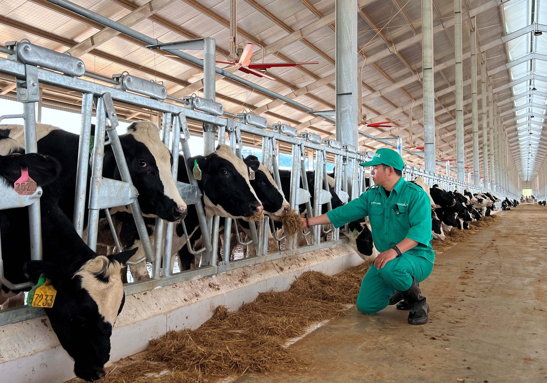 Vinamilk nhập đàn bò sữa 1000 con từ Mỹ về trang trại bò sữa Lao-Jagro tại Lào 11