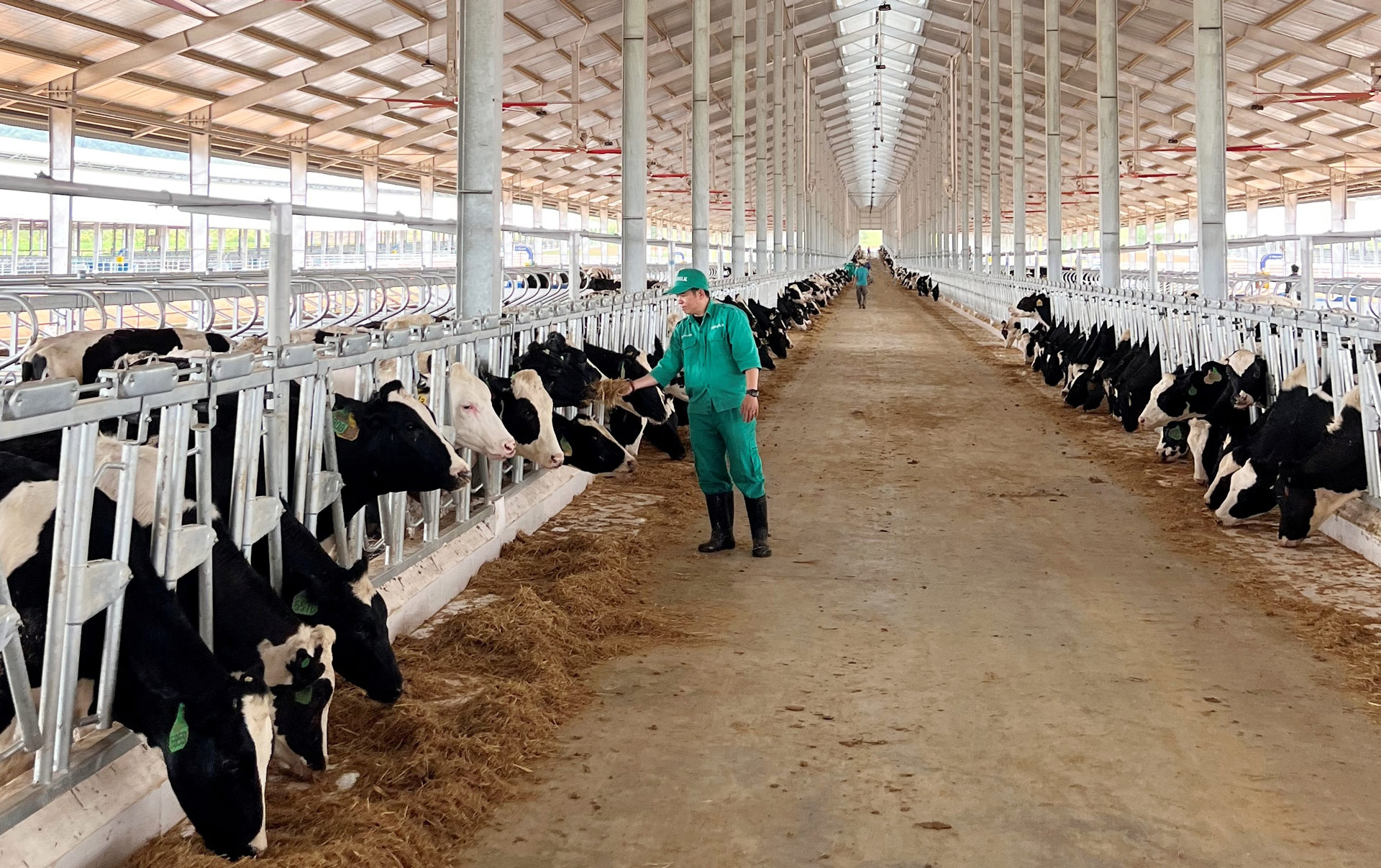 Vinamilk nhập đàn bò sữa 1000 con từ Mỹ về trang trại bò sữa Lao-Jagro tại Lào 12