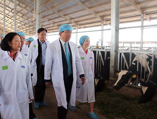 Lãnh đạo TP HCM lên Đà Lạt tham khảo mô hình nuôi bò sữa 1