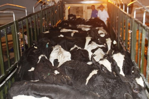 Hành trình xuyên đêm của 400 bò sữa cao sản từ Úc về trang trại Vinamilk 10