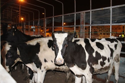 Hành trình xuyên đêm của 400 bò sữa cao sản từ Úc về trang trại Vinamilk 11