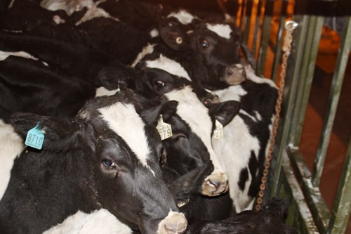 Hành trình xuyên đêm của 400 bò sữa cao sản từ Úc về trang trại Vinamilk 12