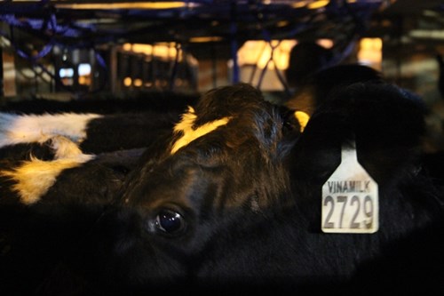 Hành trình xuyên đêm của 400 bò sữa cao sản từ Úc về trang trại Vinamilk 13