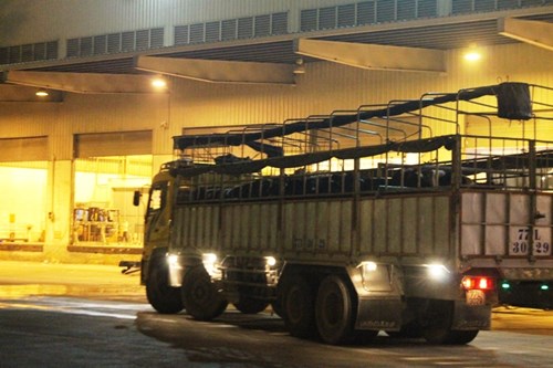 Hành trình xuyên đêm của 400 bò sữa cao sản từ Úc về trang trại Vinamilk 14