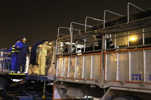 Hành trình xuyên đêm của 400 bò sữa cao sản từ Úc về trang trại Vinamilk 7