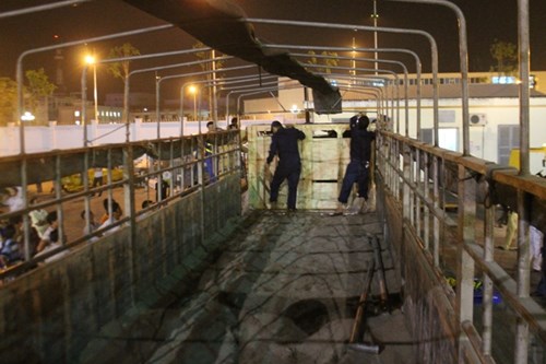 Hành trình xuyên đêm của 400 bò sữa cao sản từ Úc về trang trại Vinamilk 9