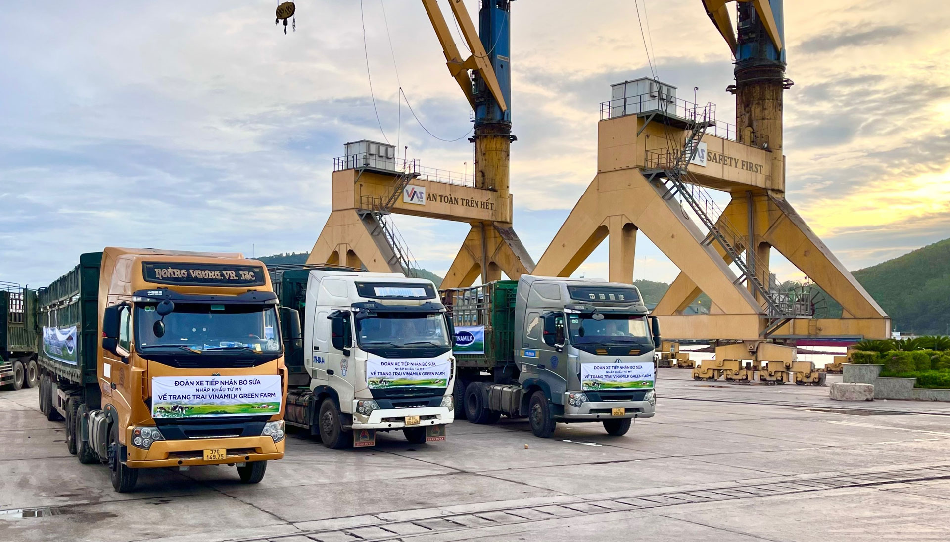 Vinamilk tiếp nhận thành công 1.550 bò sữa nhập từ Mỹ về các trang trại Green Farm 4