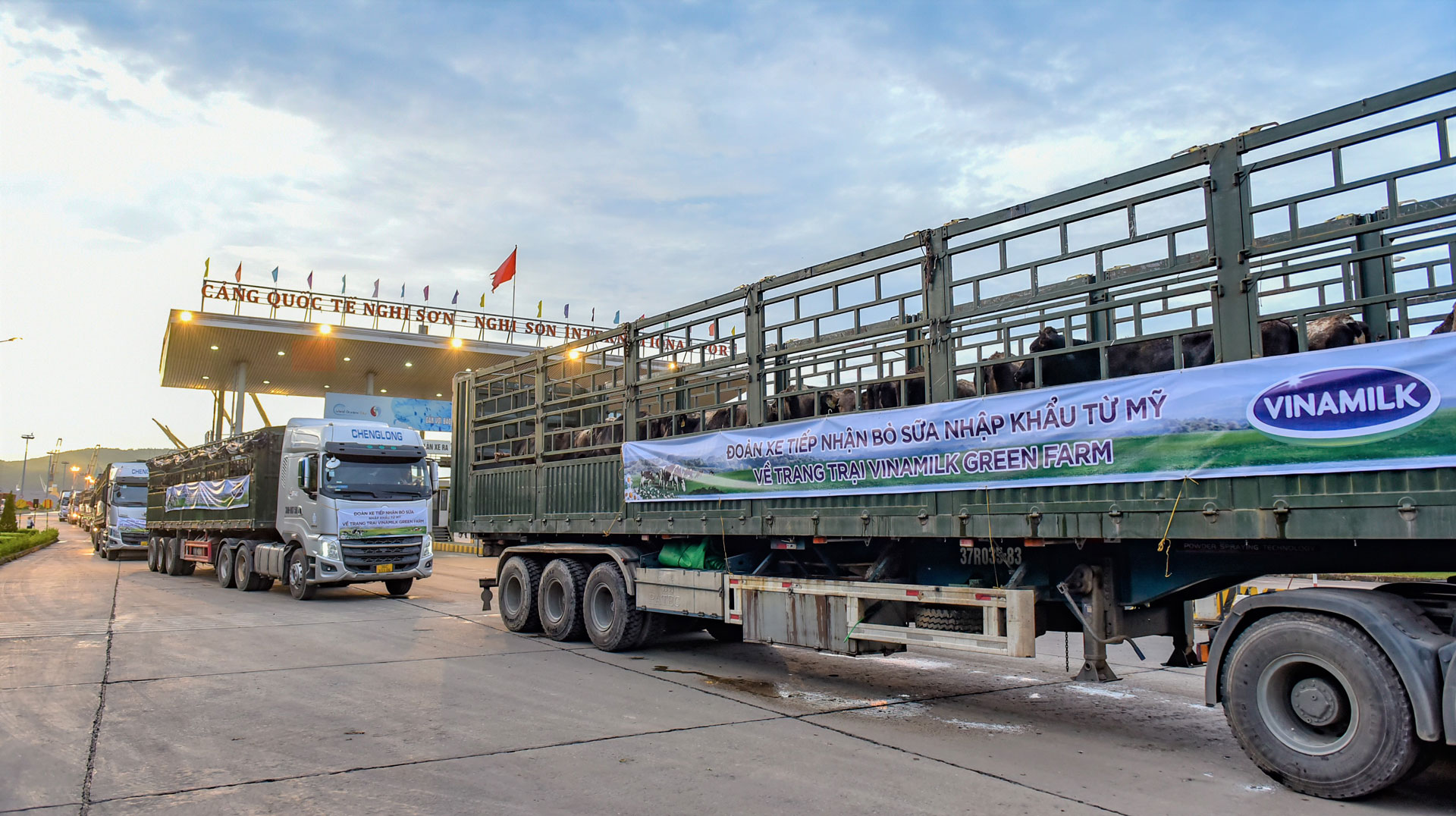 Vinamilk tiếp nhận thành công 1.550 bò sữa nhập từ Mỹ về các trang trại Green Farm 5